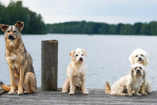 Ratschläge für die Pflege von älteren Hunden: Wichtige Aspekte für ein zufriedenes Leben